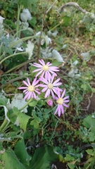 Pericallis tussilaginis