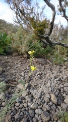 Descurainia millefolia