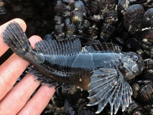 Mosshead Sculpin