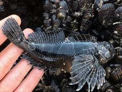 Clinocottus globiceps