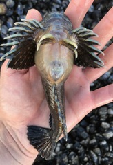Clinocottus globiceps