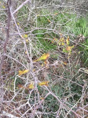 Crataegus quaesita