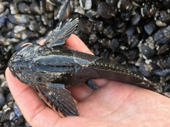 Clinocottus globiceps