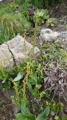 Habenaria tridactylites