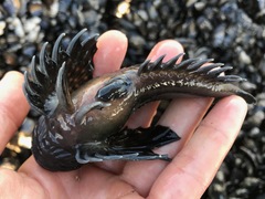 Clinocottus globiceps