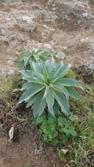 Echium simplex