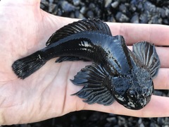 Clinocottus globiceps
