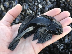 Clinocottus globiceps