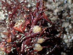 Aplidium pallidum