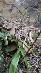 Scilla haemorrhoidalis