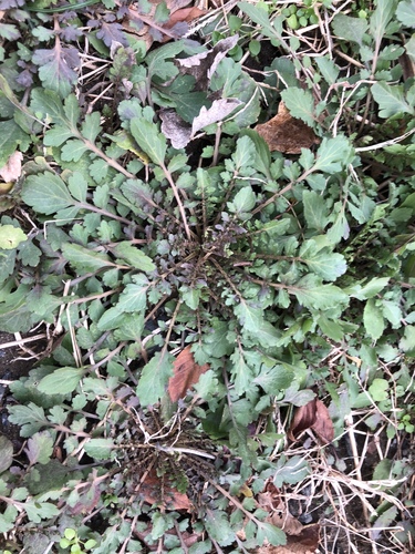 Lepidium virginicum