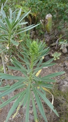 Echium leucophaeum