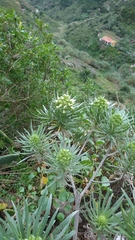 Echium leucophaeum