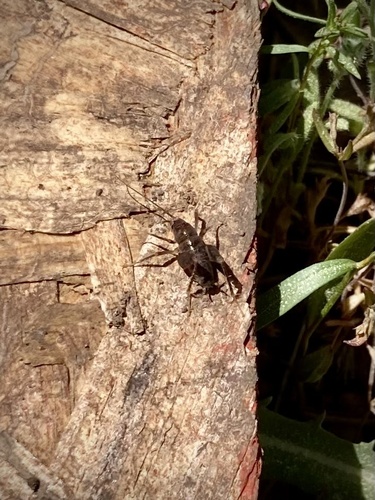 iNaturalist observation photo of Katydids, Crickets, and Allies