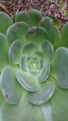 Aeonium canariense