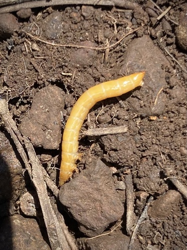 iNaturalist observation photo of Click Beetles