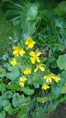 Ranunculus cortusifolius