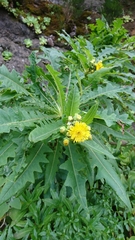 Sonchus congestus