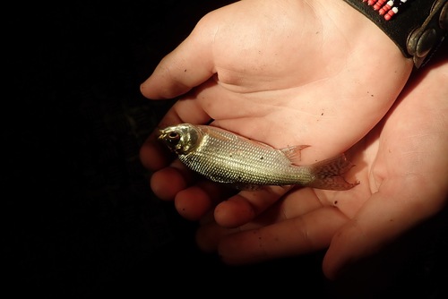 Speckled curimata (Cyphocharax pantostictos) — Curimatidae
