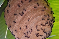 Polybia paulista