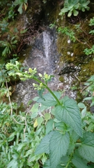 Scrophularia smithii