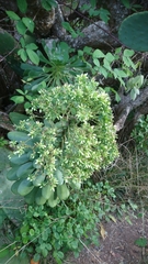 Aeonium urbicum