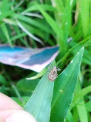 Pantomorus postfasciatus