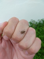 Pantomorus postfasciatus