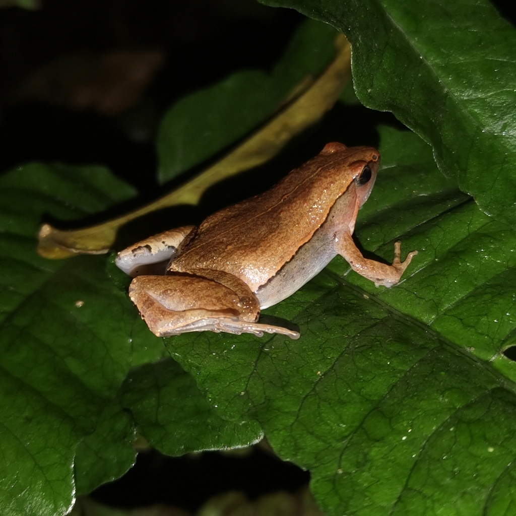 Hmong Narrow-Mouth Frog