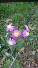 Pericallis tussilaginis