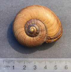 Powelliphanta traversi traversi
