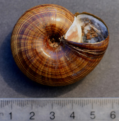 Powelliphanta traversi traversi