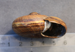 Powelliphanta traversi traversi