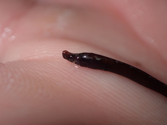 Nerophis lumbriciformis