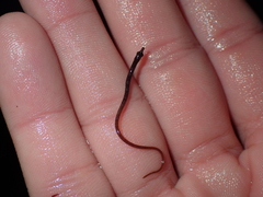 Nerophis lumbriciformis