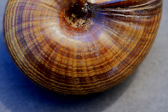 Powelliphanta traversi traversi