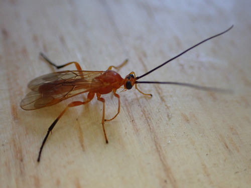 Aleiodes praetor
