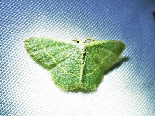 Blackberry Looper Moth photo 5