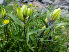 Castilleja occidentalis
