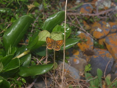 Lycaena edna