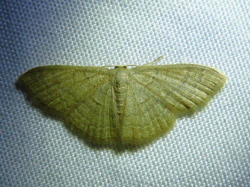 Common Tan Wave photo 6