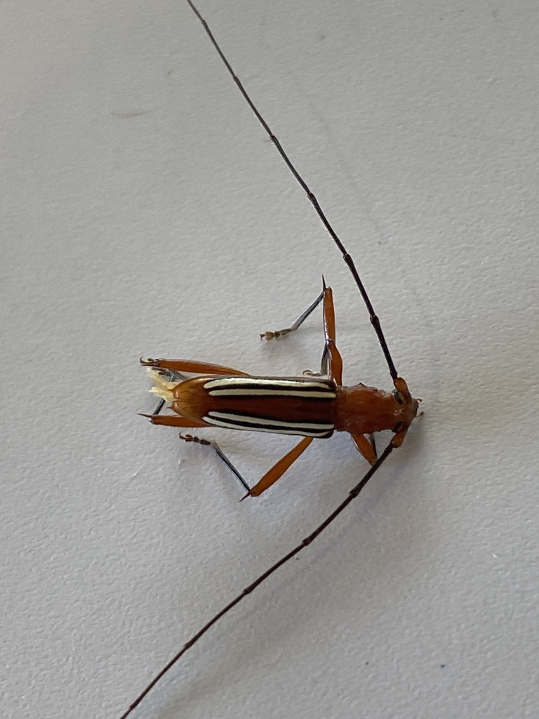Erosida yucatana