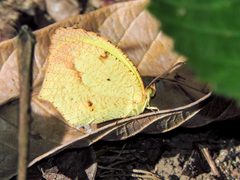 Abaeis salome jamapa