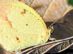 Abaeis salome jamapa