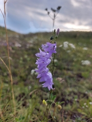 Rundblättrige Glockenblume (Campanula rotundifolia): Herkunft und Verwendung — Foto 2