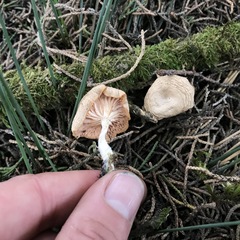 Clitocybe salmonilamella