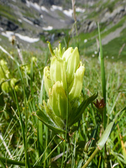 Castilleja occidentalis