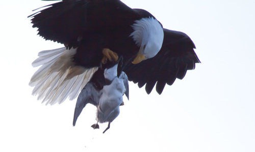 Northern Bald Eagle photographed in Alaska