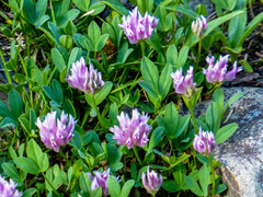 Trifolium parryi