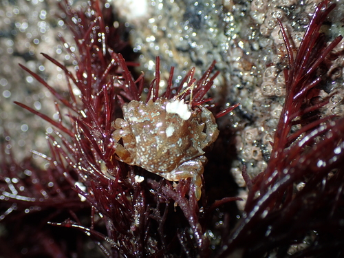 Pirimela denticulata